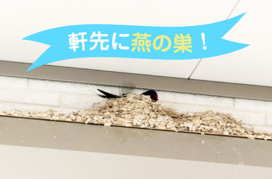 軒先に燕の巣！