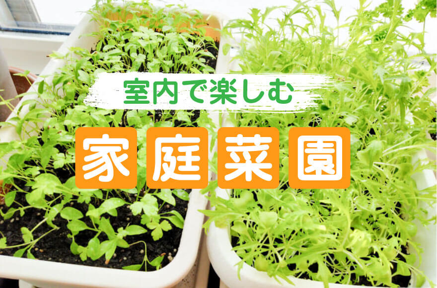 プランター不要・水耕栽培で育てるハーブと葉野菜